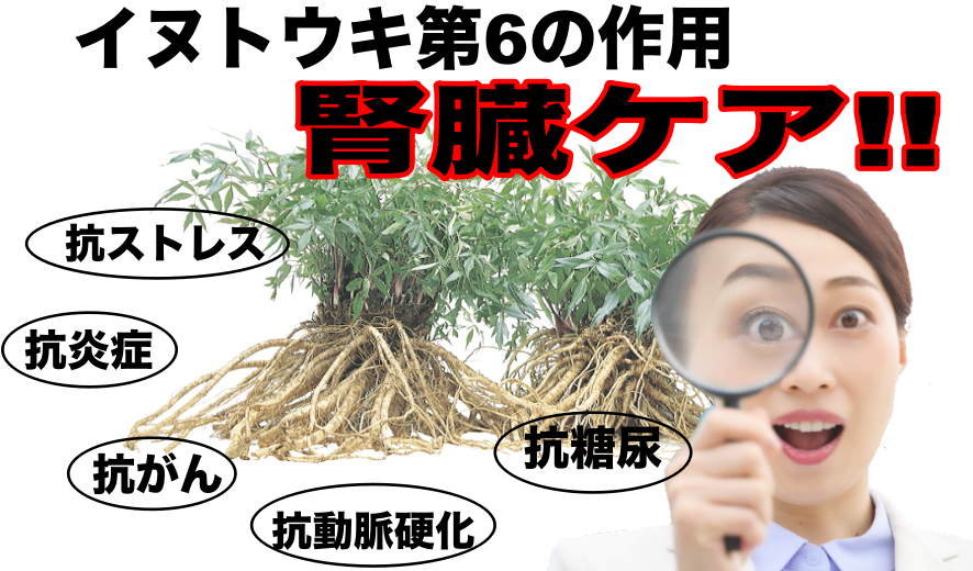 イヌトウキ第6の作用が腎臓ケア？Ulysses林院長提唱の臨床効果を調べて