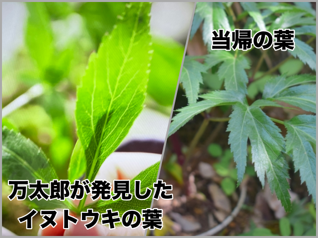 NHK連続テレビ小説らんまん第９話で万太郎が見つけたイヌトウキの葉と当帰の葉の比較